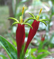 Spigelia marilandica - woodland pinkroot - desc-flowers 4.jpg