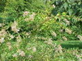 Abelia chinensis3.jpg