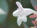 Abelia floribunda0.jpg