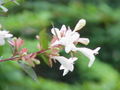 Abelia floribunda2.jpg