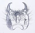 Agrypnus murinus larva head above Reitter.JPG