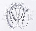 Agrypnus murinus larva head under Reitter.JPG