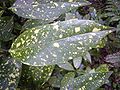 Aucuba Japonica 'Variëgata' leaf.jpg
