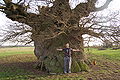 Bowthorpe Oak 1.jpg