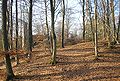 Im Wald des Schlossbergs versteckte Burgruine Rundeck aus Richtung Osten