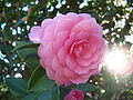 Camellia japonica.jpg