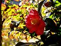 Camellia japonica natural.jpg