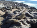 Cape Cross Seal Colony.jpg