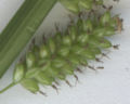 Carex pallescens Fruchtschläuche.jpg