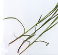 Carex pallescens Stängelgrund.jpg