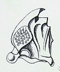 Chrysobothris affinis Reitter1.JPG