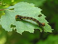 Erannis defoliaria larve.jpg