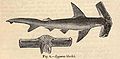 Flügelkopf-Hammerhai