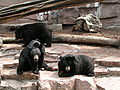 Halle Zoo Bären.JPG