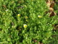 Limnanthes douglasii2.jpg