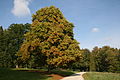 Liriodendron tulipifera - La Hulpe (1).JPG