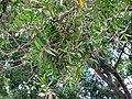 Melaleuca leucadendra-foliage.jpg