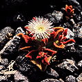 Mesembryanthemum crystallinum 1983-2.JPG
