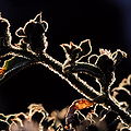 Mesembryanthemum crystallinum 1983-33.JPG