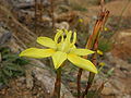 Moraea bituminosa flower (1).JPG