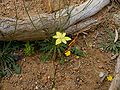 Moraea bituminosa flower (2).JPG