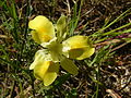 Moraea fugax subsp. fugax.jpg