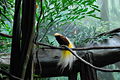 Paradisaea minor -male -Bronx Zoo.jpg