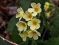 Primula-elatior-130405-1.jpg