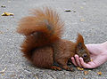 Rotes Eichhörnchen frisst aus Hand.jpg
