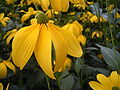 Slipbladige rudbeckia 20-08-2005 18.25.30.JPG