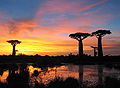 Sunset baobabs Madagascar.jpg