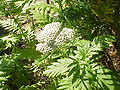 Tanacetum macrophyllum-Stueber2.jpg
