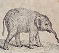 Tischbein Goethe Elefant.jpg