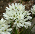 Triteleia hyacinthina 2.jpg