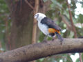White-headed Buffalo-weaver Dinemellia dinemelli Perched 2000px.jpg