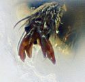 Phytoecia nigricornis claw.jpg