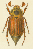 Melolontha pectoralis male.png