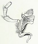 Chrysobothris affinis Reitter3.JPG