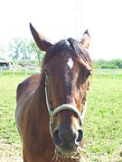 Muso di cavallo (horse head).jpg