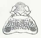 Chrysobothris affinis Reitter2.JPG