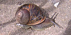 European brown snail.jpg