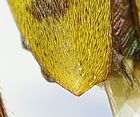 Plagionotus detritus detail1.jpg