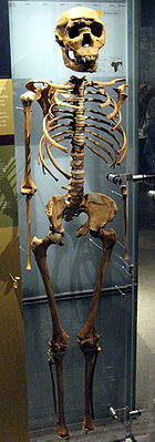 Homo-erectus-Skelett des etwa neun Jahre alten „Turkana Boys“