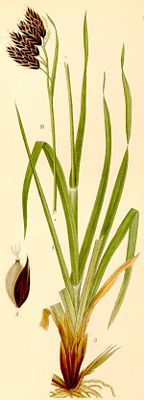 Carex atrata.jpg