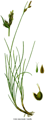Cleaned-Carex mucronata.png