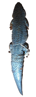 Rodrigues-Taggecko (Phelsuma edwardnewtoni), Alkoholpräparat, Natural History Museum, London
