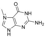 Strukturformel von 7-Methylguanin