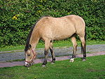 Erdfarbenes New Forest Pony