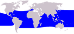 Cetacea range map Pygmy Killer Whale.PNG