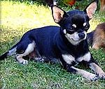 Chihuahua sc.jpg